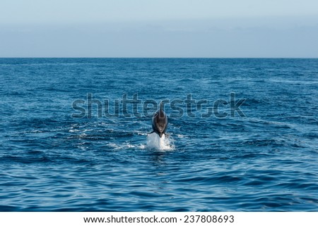 Jumping Dolphin in the ocean, Tenerife, Spain.