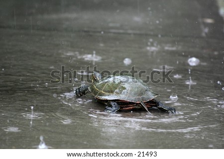 Turtle taking a walk in the rain.