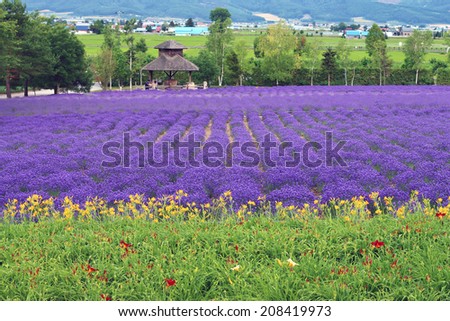 HOKKAIDO, JAPAN - JULY 11 2014 : Irodori field, Tomita farm, Furano, Japan. It is the famous and beautiful flower fields in Hokkaido