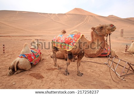 TURPAN, CHINA  - JULY 24, 2012 : Camels at Flaming Mountains or Gaochang Mountains are barren, eroded, red sandstone hills in Tian Shan Mountain range, Xinjiang, China.