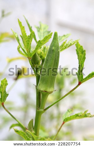 Okra plant (Lady`s Finger) with fruit