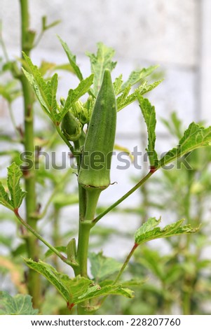 Okra plant (Lady`s Finger) with fruit
