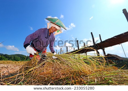 MAEHONGSON, THAILAND - NOVEMBER 16,2014 :farmer reaping the rice together at the Zutongpae Bridge in MaeHongSon, Thailand.