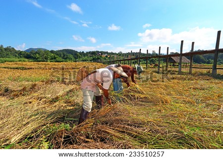MAEHONGSON, THAILAND - NOVEMBER 16,2014 :farmer reaping the rice together at the Zutongpae Bridge in MaeHongSon, Thailand.