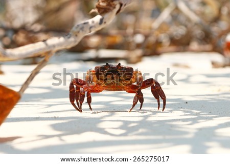 Hairy leg mountain crab males on Tachai Islands in Thailand.