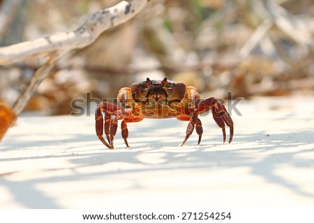 Hairy leg mountain crab males on Tachai Islands in Thailand.