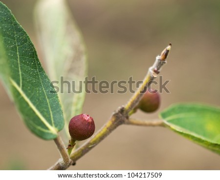 Ficus opposita Australian native plant flora sandpaper fig fruit and leaves bushtucker