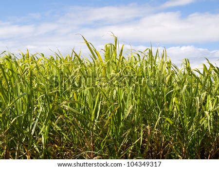 sweet sugar cane plantation in australia with close-up sugarcane and green foliage leaves and blue cloudy storm sky