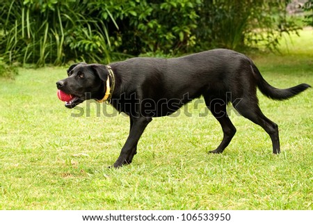 Black male australian kelpie working dog playing with red ball