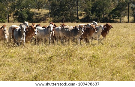 Australian Primary Industry Agriculture Beef Cattle herd of red and grey brahman cows
