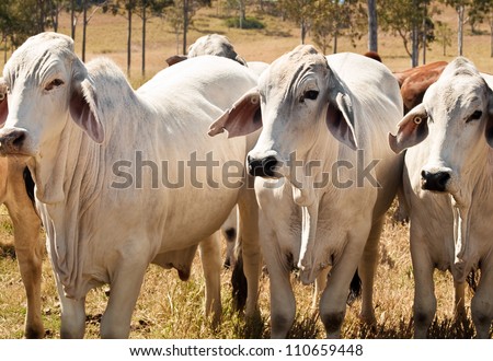 Australian cattle cow herd on ranch three 3 grey Zebu Brahman beef cows, bullocks bred for meat industry