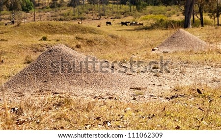 Bull Ant Nest