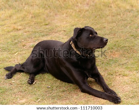 Australian bred working dog black kelpie pure breed canine cattle and sheep dog