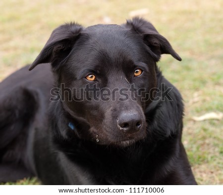 australian breed dog