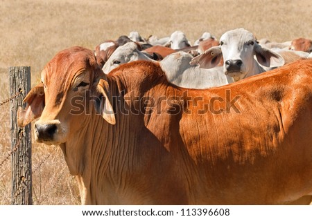 Australian beef cattle herd brown brahman cows live animals on ranch