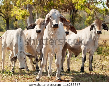 Five young Brahman cows in herd on rural ranch Australian beef cattle