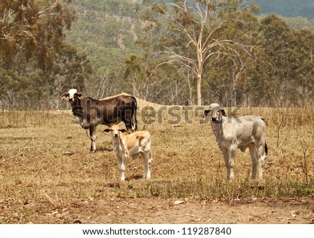 Beef Cattle herd cow heifer and calf live stock on rural ranch