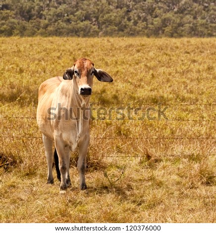 Young zebu brahman cow on cattle ranch grassland pasture field for beef cattle industry