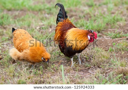 Pair of two free range Bantam chickens live animals male cock and female hen forage for food
