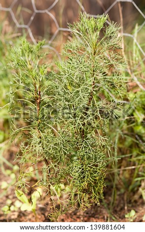 Organic gardening with Wormwood herb Absinthe Artemisia absinthium growing