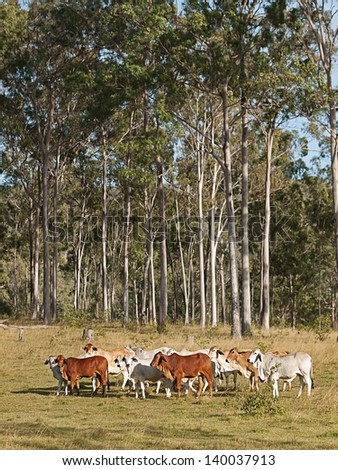 Australian beef cattle herd of cows on ranch with tall eucalyptus gum tree forest background