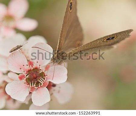 Australia native flower pink Leptospernum and insect with butterfly Dingy Ring with proboscis gathering nectar