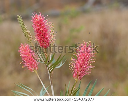 Spring flowers Australian native wildflowers Grevillea Coastal Sunset in bloom with native bees