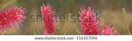 Australian nature with pink spring grevillea wildflowers on banner with panorama aspect