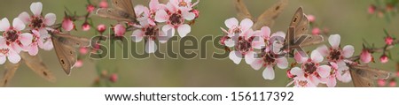 Australian Panoramic Australiana Banner For Smart Phone And Tablet Panorama With Live Natural Wild Butterfly And Leptospernum Flowers Of Australia