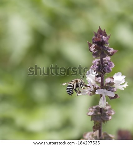 Striped banded Australian native bee Amagilla on a cinnamon basil flower extracting nectar with proboscis