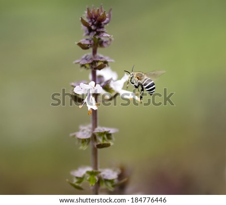 Striped banded Australian native bee Amagilla on a cinnamon basil flower extracting nectar