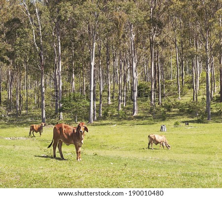 Australian cattle scene in eucalyptus forest environment