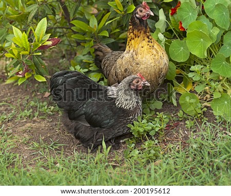 Organic living with backyard poultry , two 2 live bantam chickens free range in spring