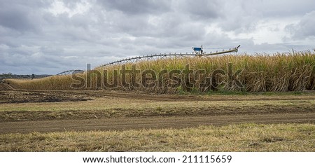 Australian primary industry, sugarcane plantation ready for farmers to harvest to produce sugar and biofuel