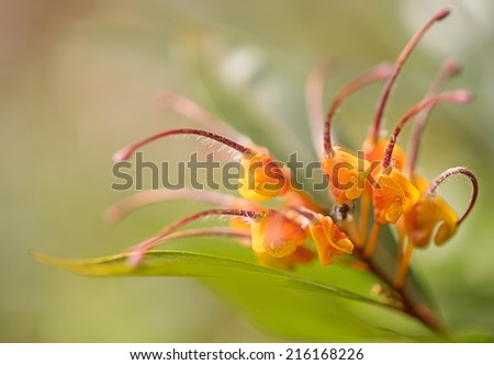 Close-up of awesome orange flower Australian native wildflower Grevillea venusta also known as spider flower