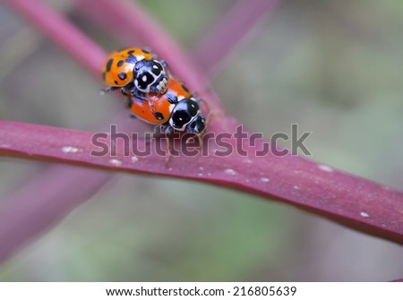 Two Colorful ladybirds or lady beetles on plant