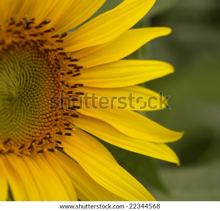 yellow sun flower sunflower