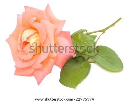 valentine poems for lovers. Valentine poems - Rose