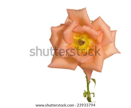 single rose stem isolated on white background