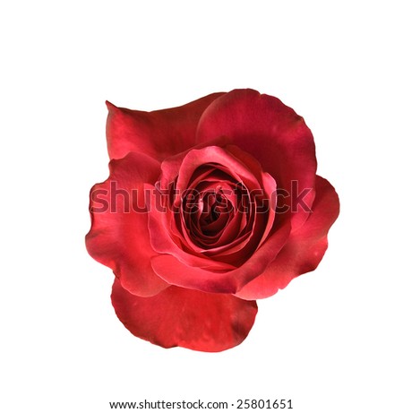 red rose flower background. stock photo : red rose flower