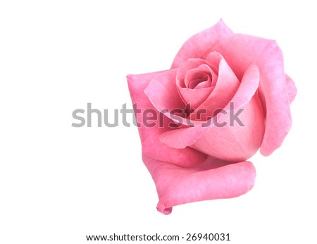 rose flower garden wallpaper. stock photo : pink rose flower