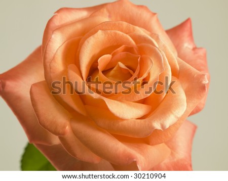 beautiful mothers day rose flower closeup in full bloom  apricot orange on grey background