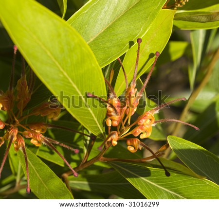 Grevillea orange marmalade flower Australian native plant