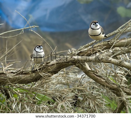australian double bar finches sitting on a branch of paperbark tree