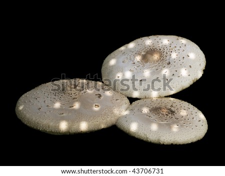 isolated fake fairy mushrooms with spots - spotted mushroom