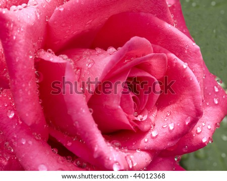 Rose Flowers on Beautiful Red Cerise Rose Flower With Raindrops Dew Stock Photo