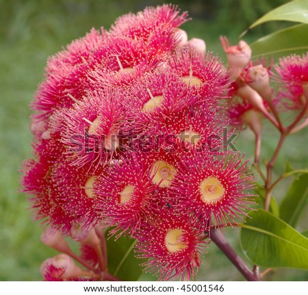 red flowers of eucalyptus summer red australian native eucalypt plant