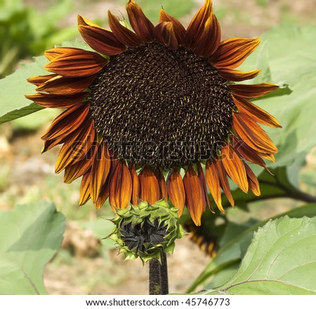 giant sunflower Helianthus annuus Royal Velvet red colored variety