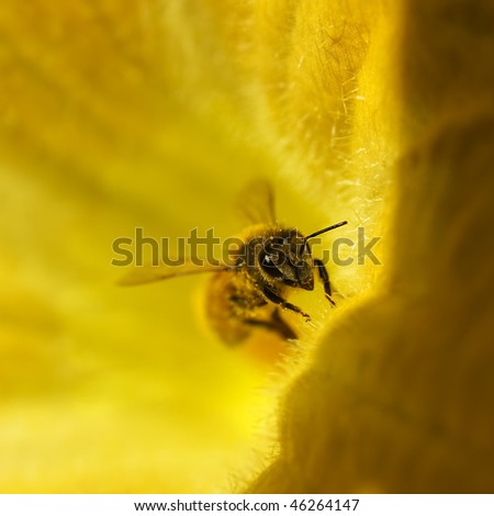 busy honey bee collecting pollen on golden yellow pumpkin flower