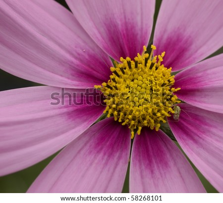 anatomy of pink purple  Cosmos bloom  spring flower close up